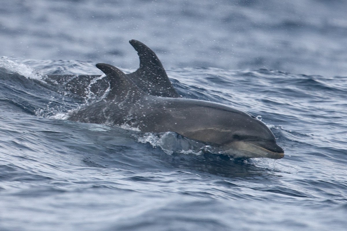 Indo-Pacific Bottlenose Dolphin - ML644397789