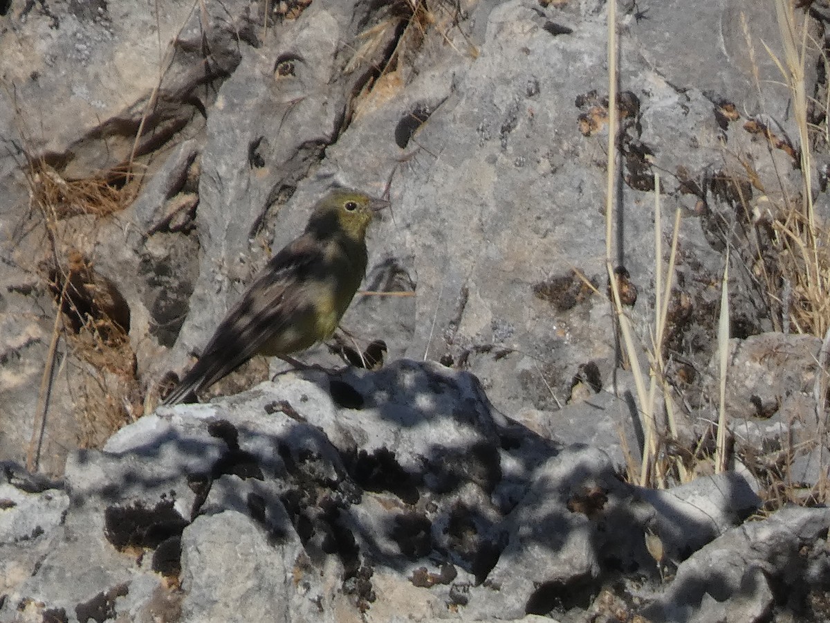 Cinereous Bunting - ML644397790