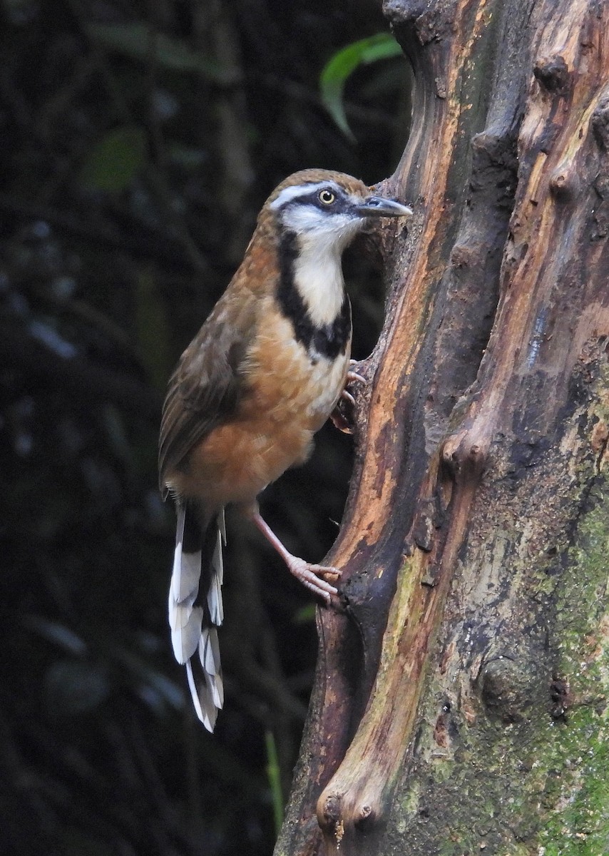 Lesser Necklaced Laughingthrush - ML644397793