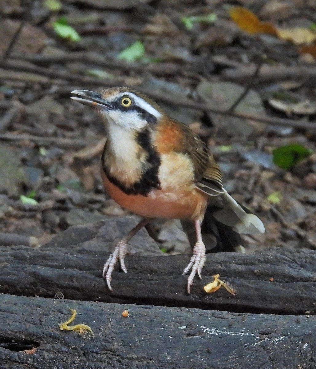 Lesser Necklaced Laughingthrush - ML644397795