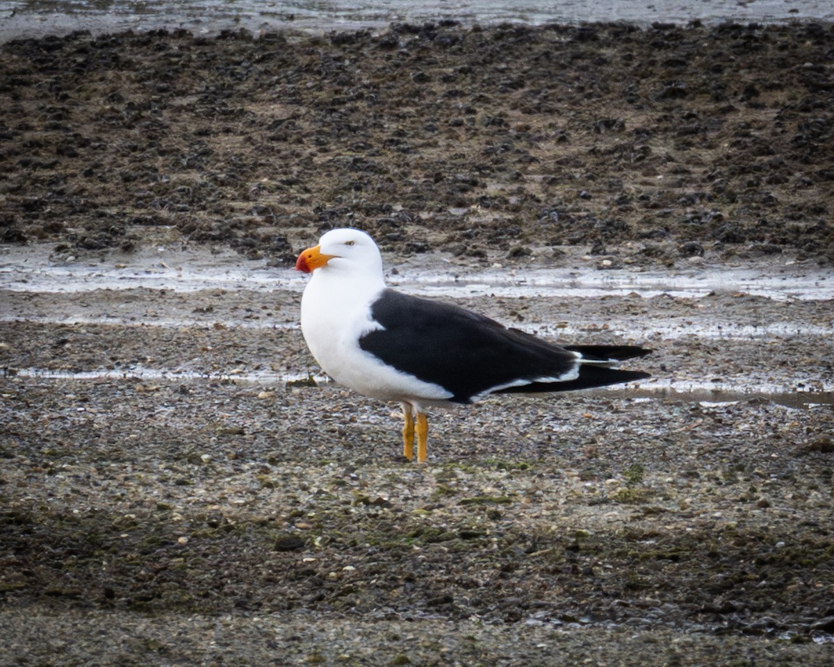 Pacific Gull - ML644397800