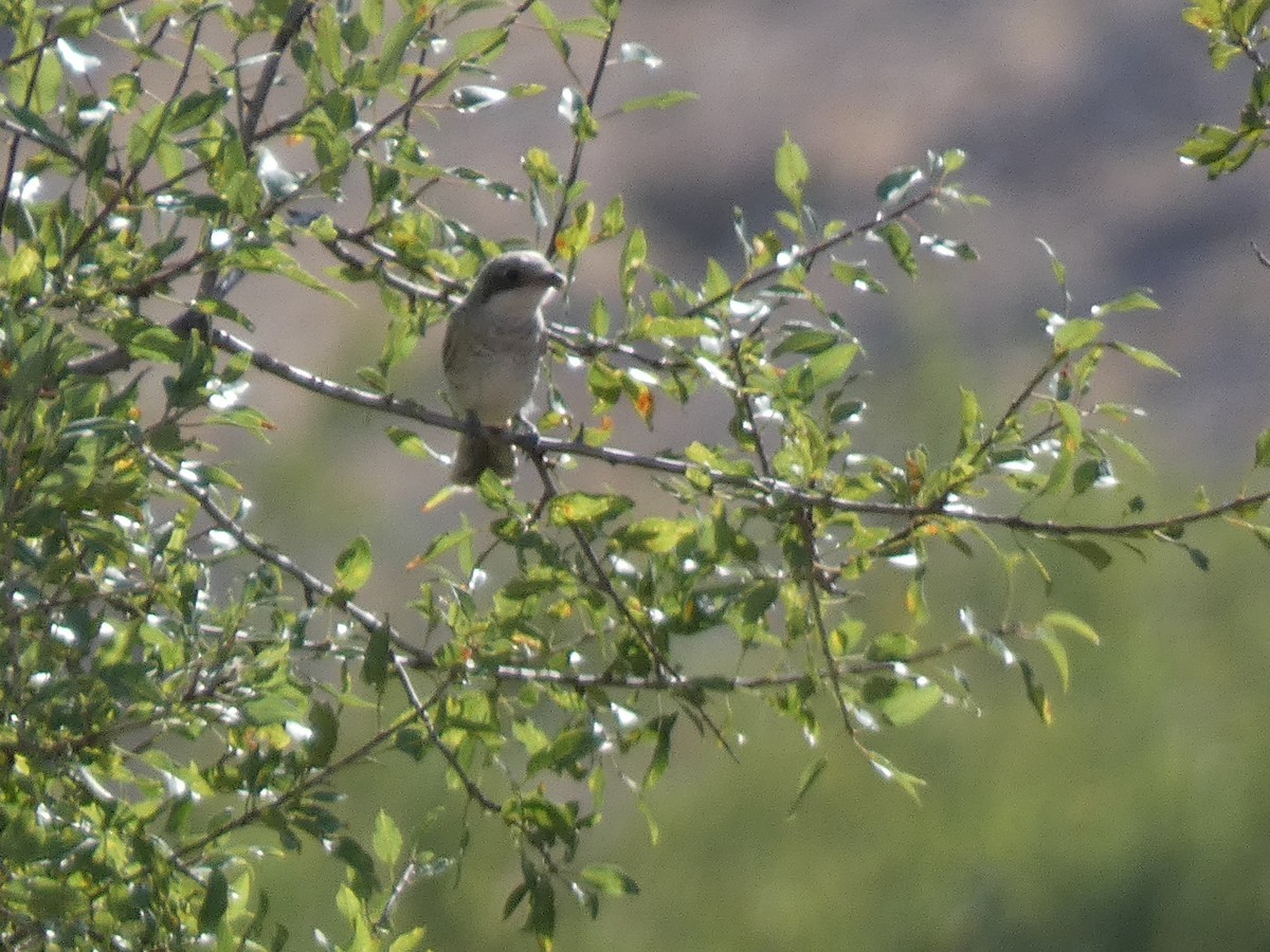 Lesser Gray Shrike - ML644397807