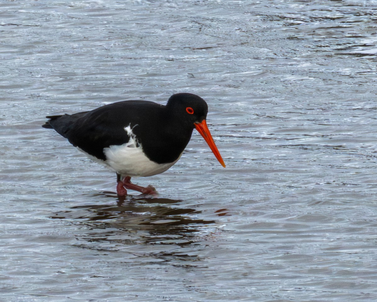 Pied Oystercatcher - ML644397808