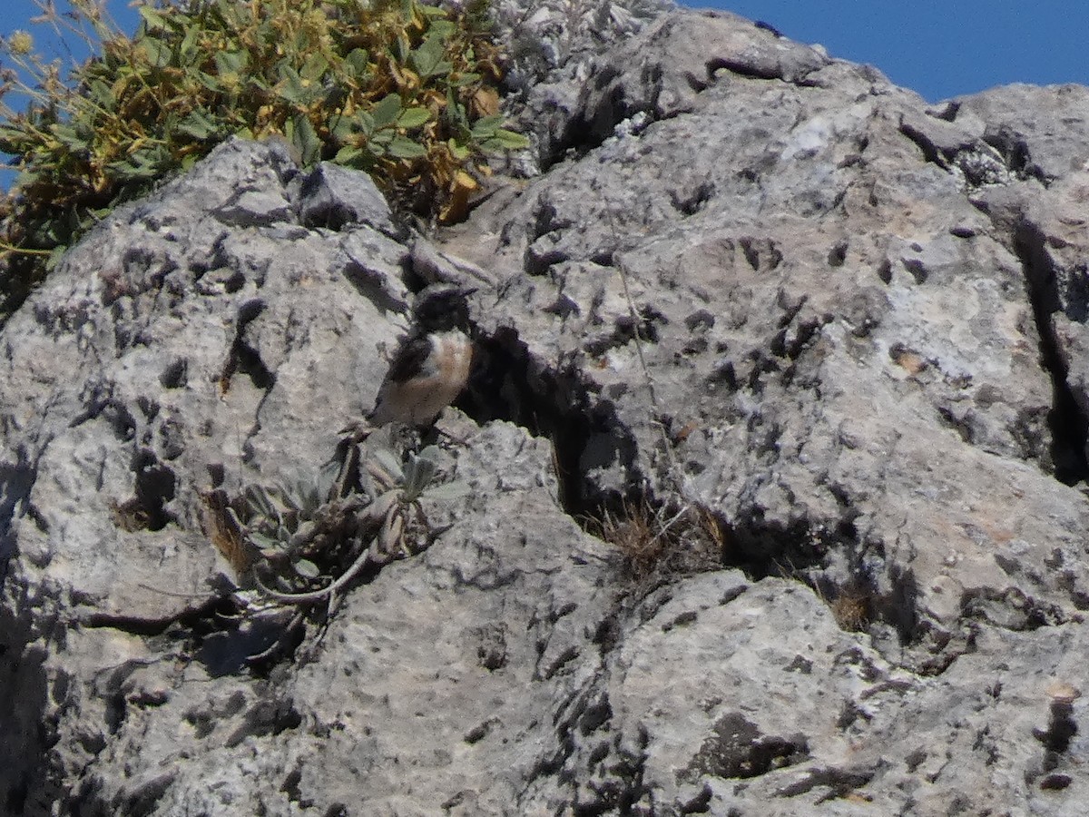 Kurdish Wheatear - ML644397818