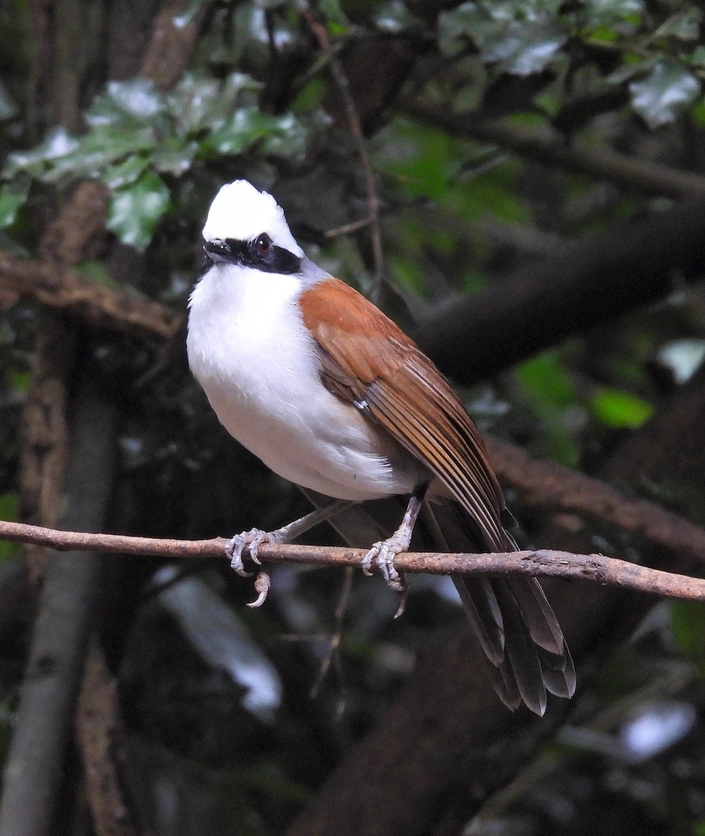 White-crested Laughingthrush - ML644397819