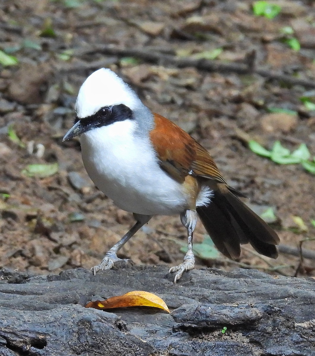 White-crested Laughingthrush - ML644397820