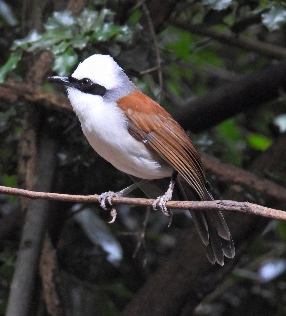 White-crested Laughingthrush - ML644397821