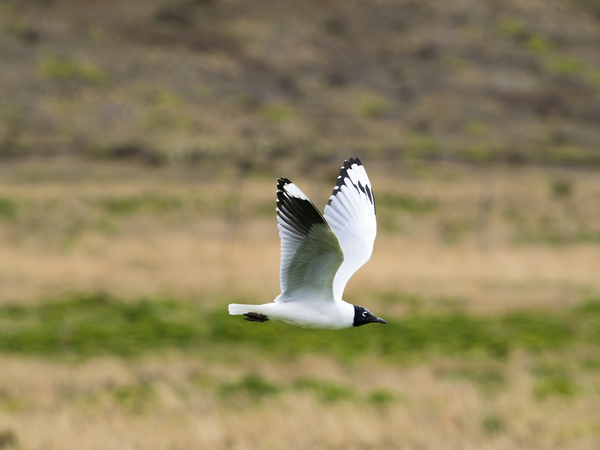 Andean Gull - ML644397824