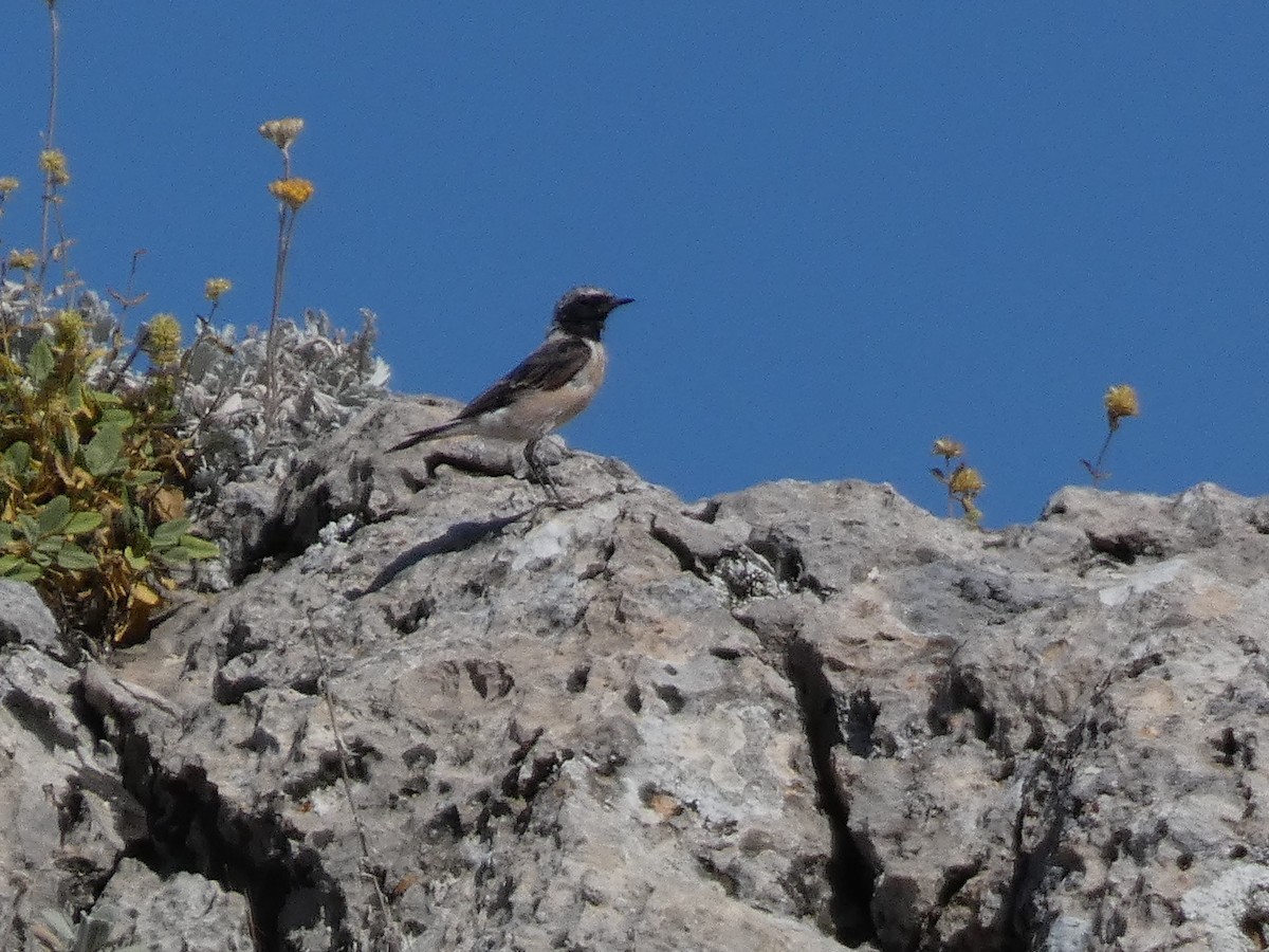 Kurdish Wheatear - ML644397825