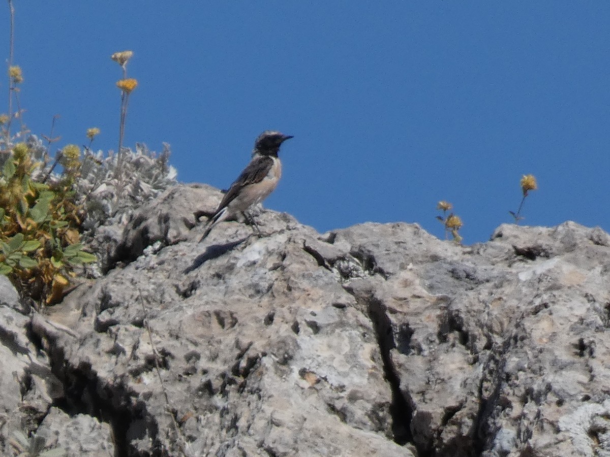 Kurdish Wheatear - ML644397826