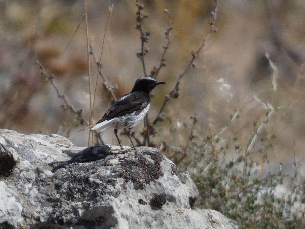 Finsch's Wheatear - ML644397833