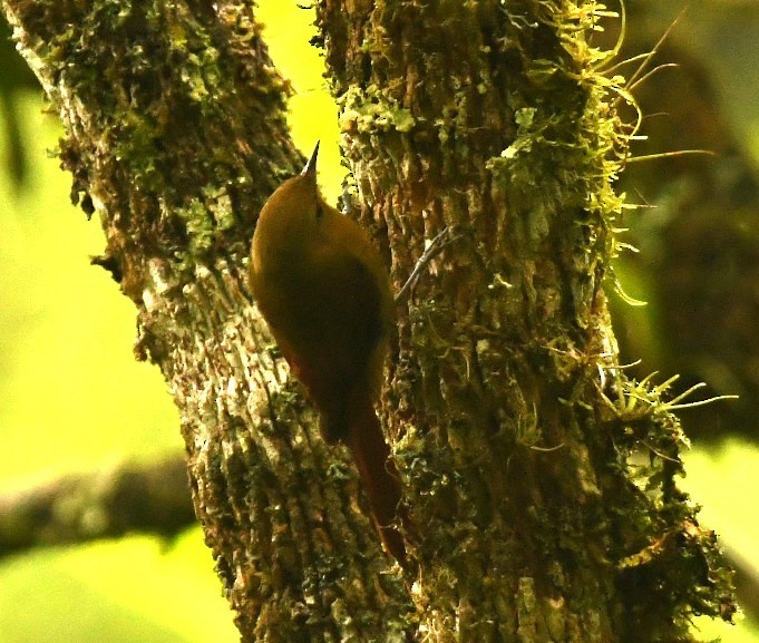 Olivaceous Woodcreeper - ML644397834