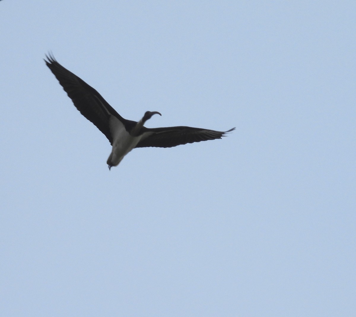 Straw-necked Ibis - ML644397836