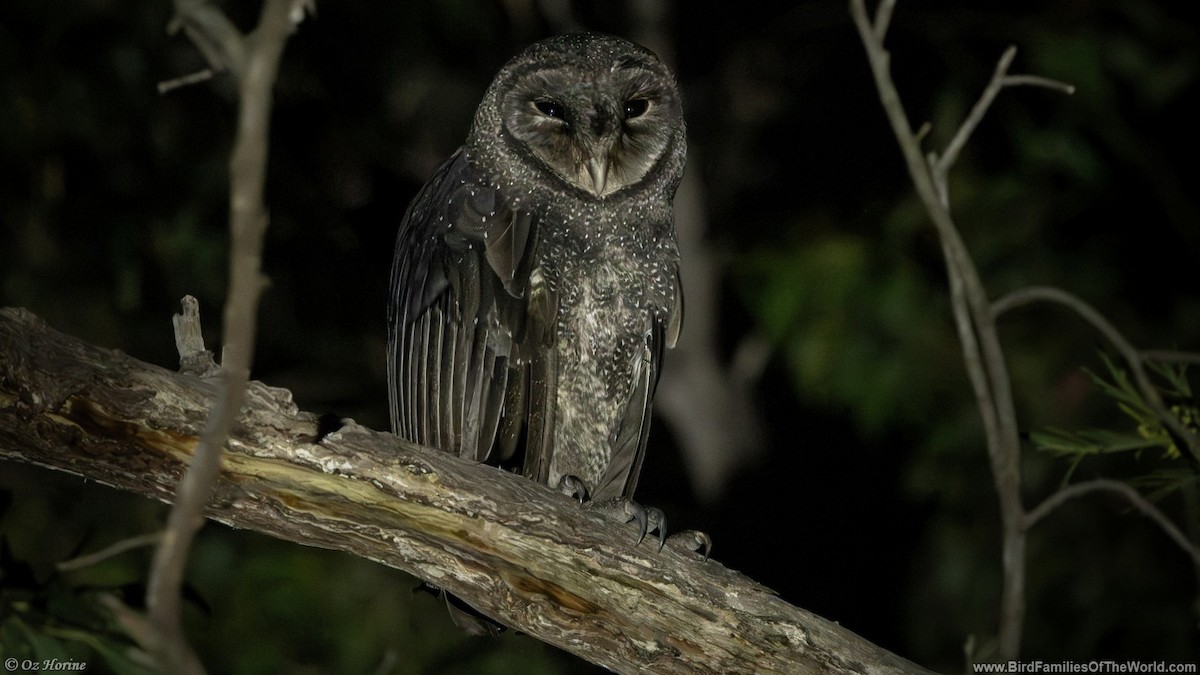 Sooty Owl - ML644397837