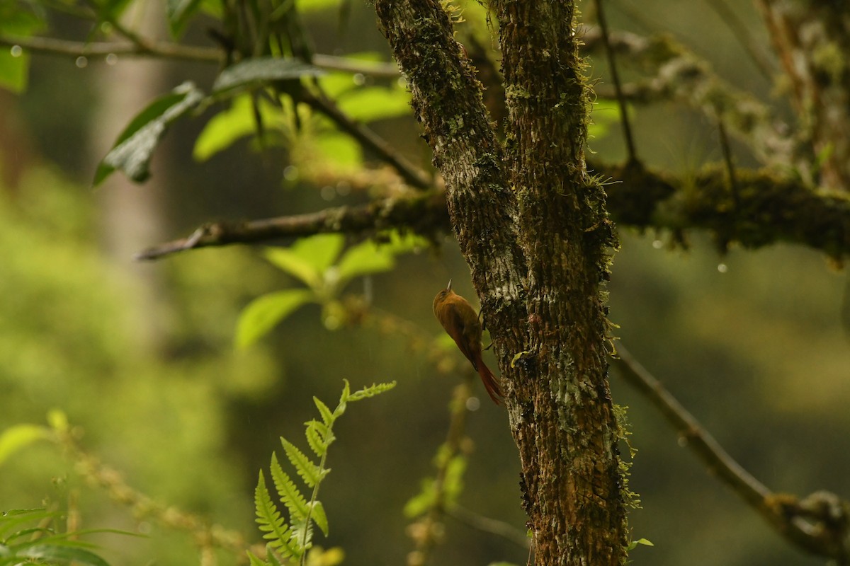 Olivaceous Woodcreeper - ML644397839