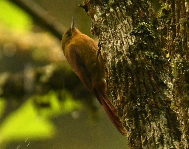 Olivaceous Woodcreeper - ML644397844