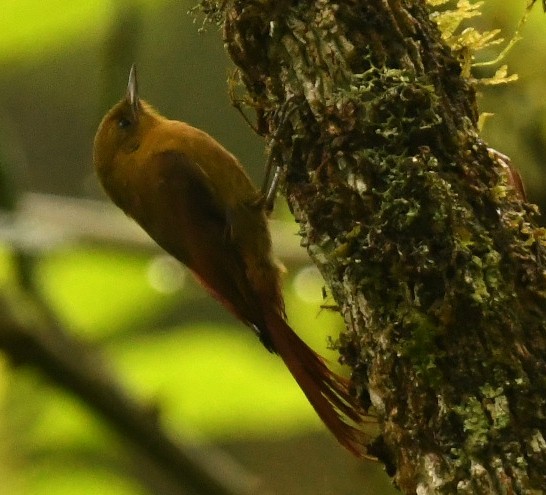 Olivaceous Woodcreeper - ML644397856