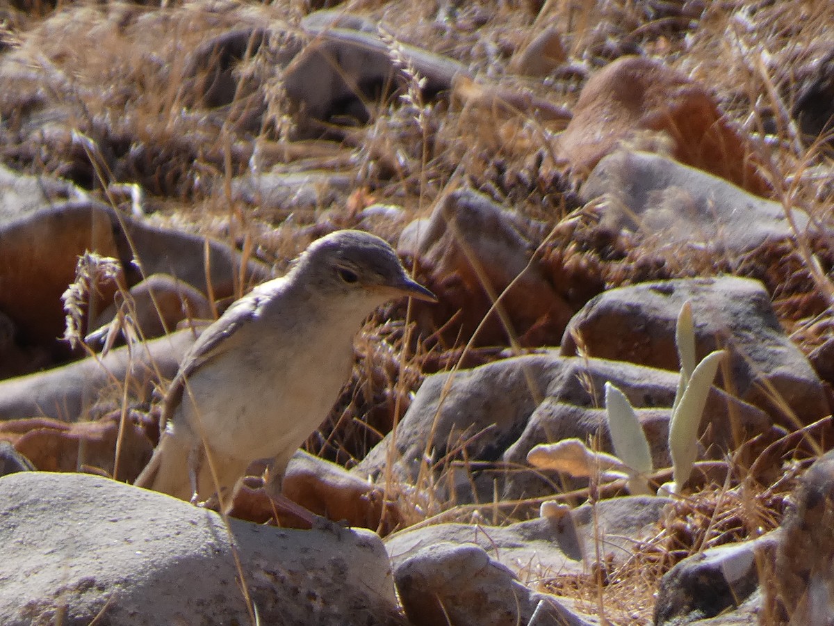Upcher's Warbler - ML644397858