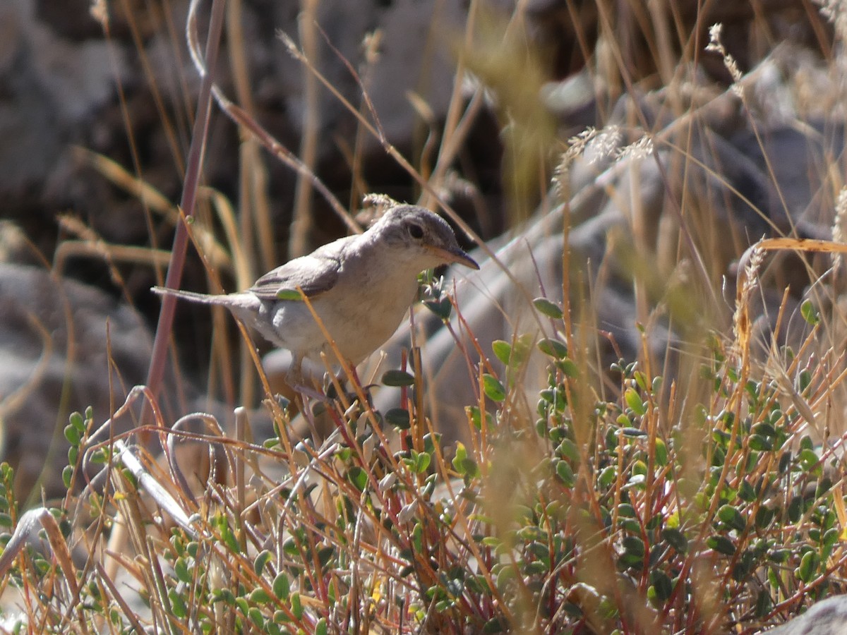 Upcher's Warbler - ML644397861