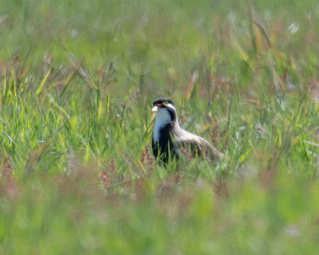 ムナオビトサカゲリ - ML644397862