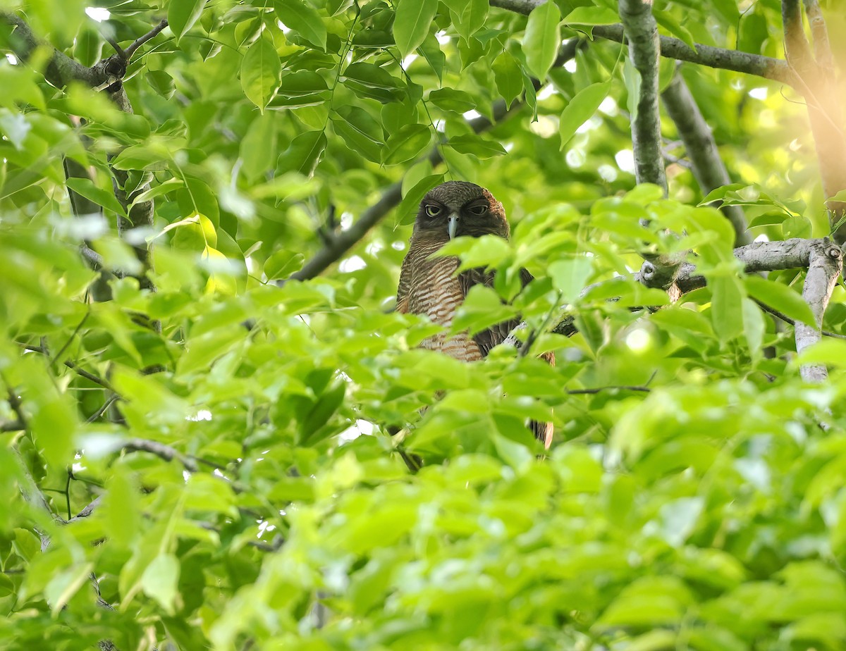 Рыжая иглоногая сова - ML644397863