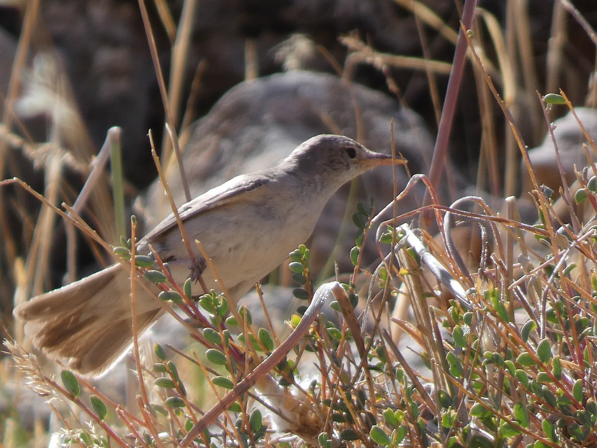 Upcher's Warbler - ML644397865