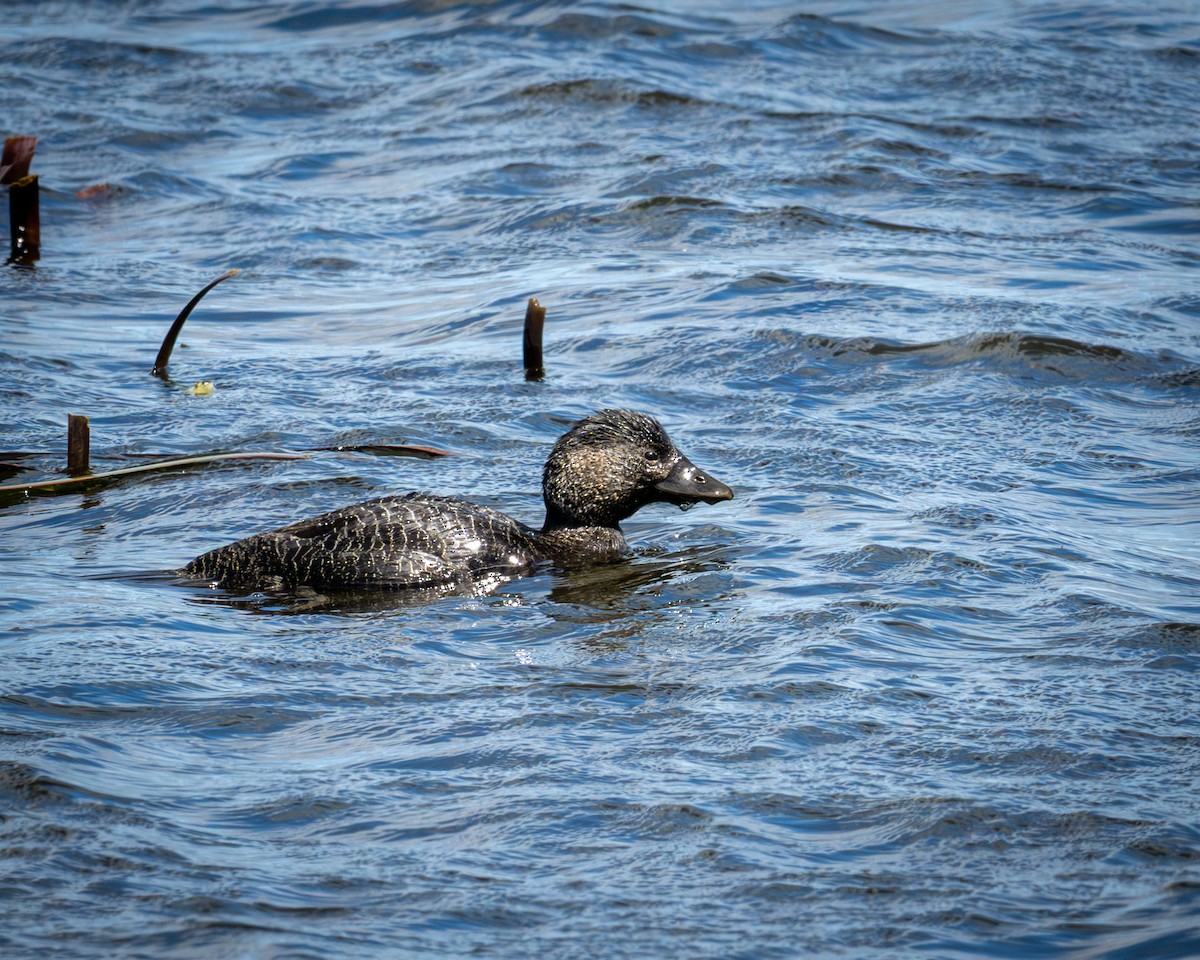 Musk Duck - ML644397875