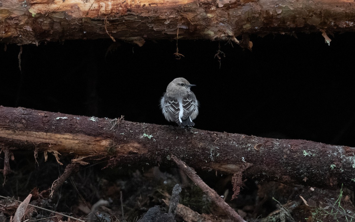 Pied Wheatear - ML644397876