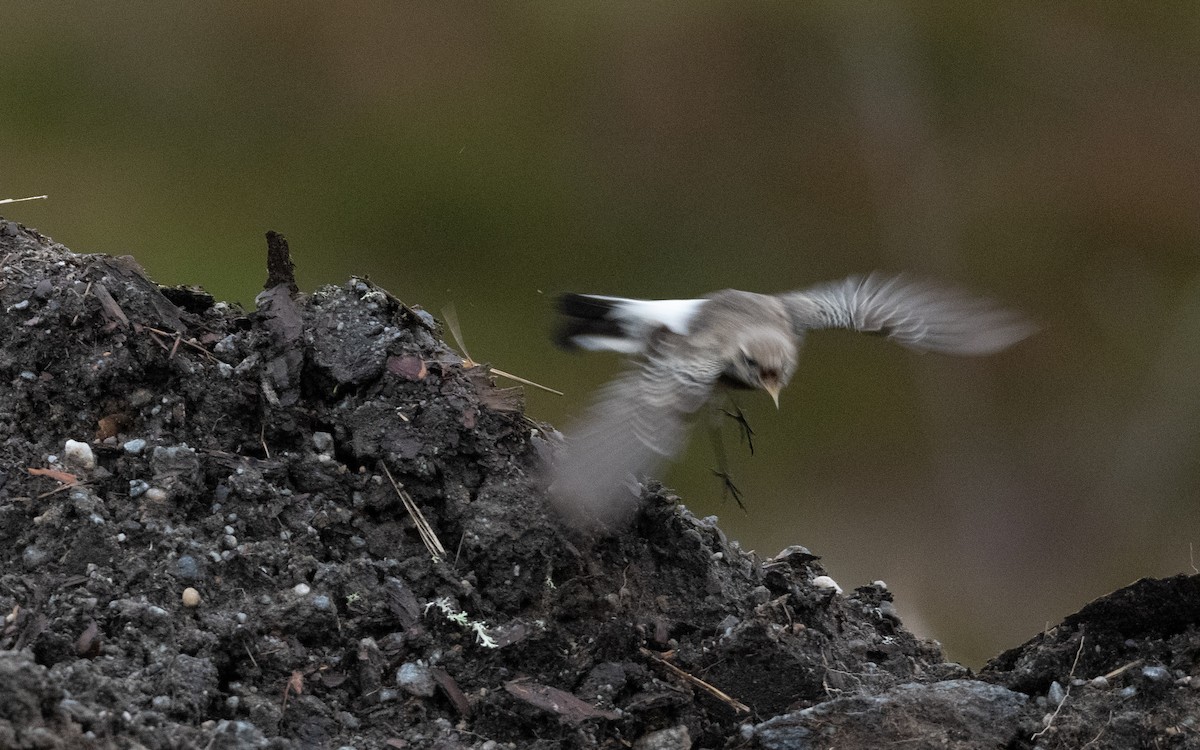 Pied Wheatear - ML644397877