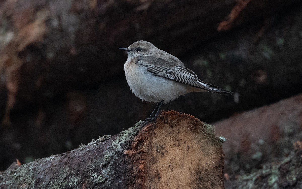 Pied Wheatear - ML644397878