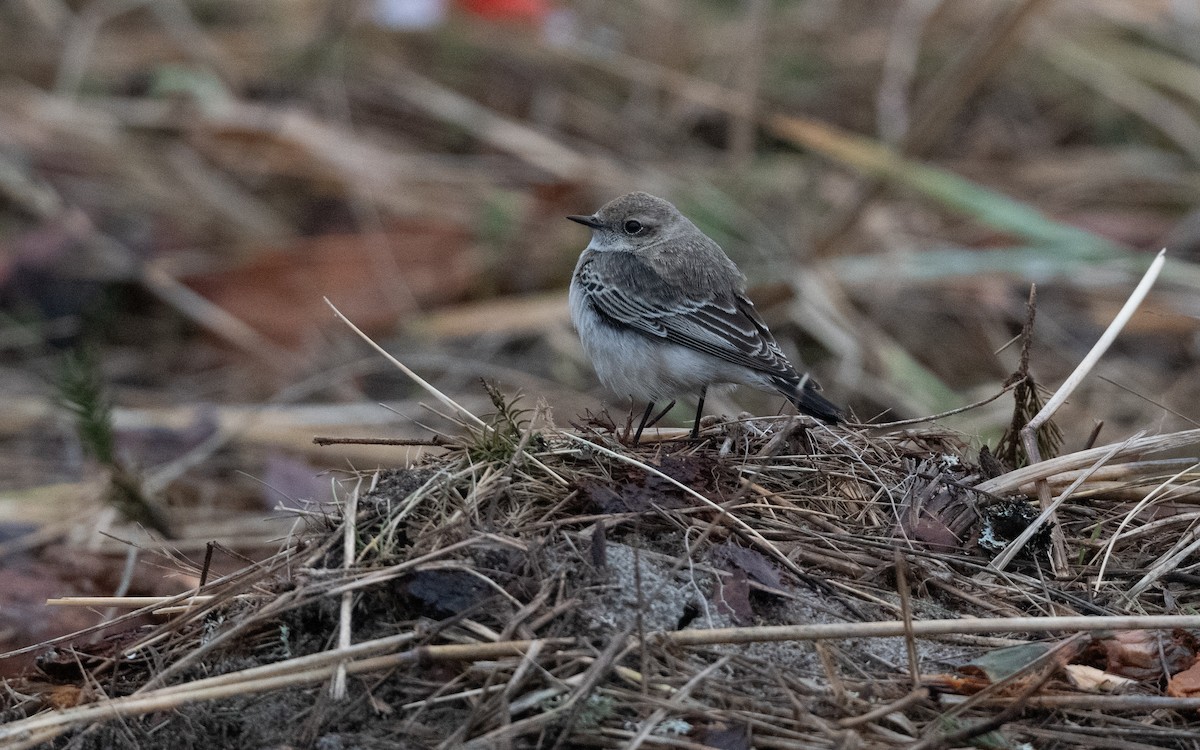 Pied Wheatear - ML644397879