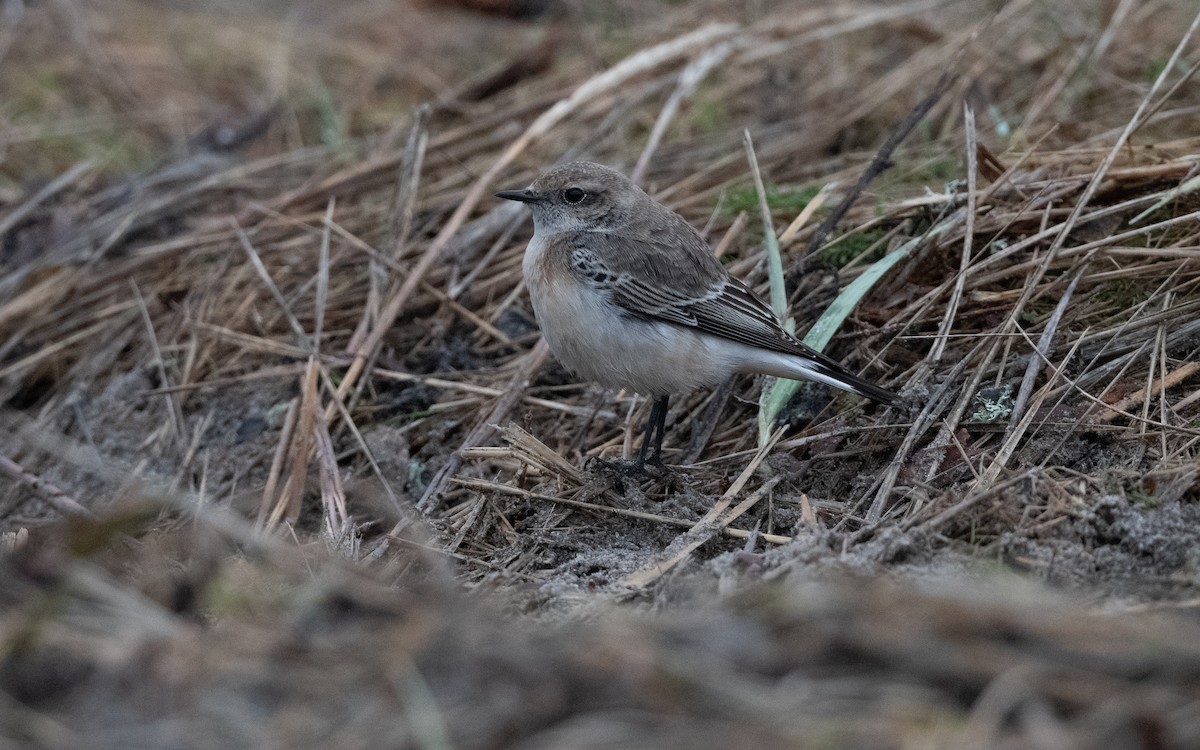 Pied Wheatear - ML644397880