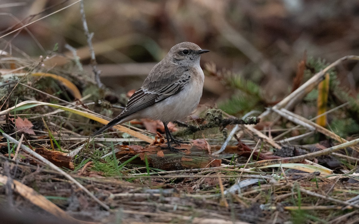 Pied Wheatear - ML644397881