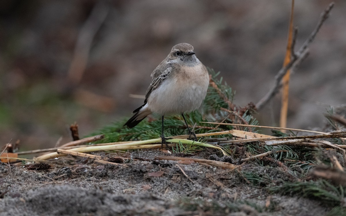 Pied Wheatear - ML644397883
