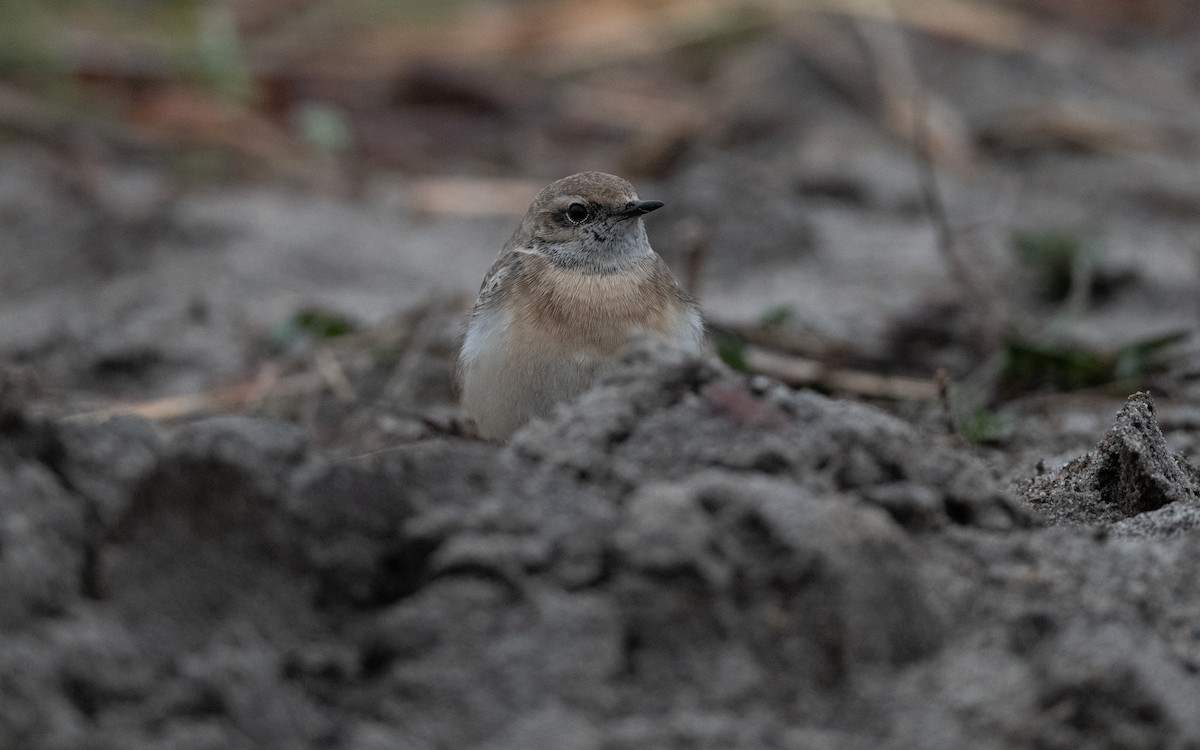 Pied Wheatear - ML644397884
