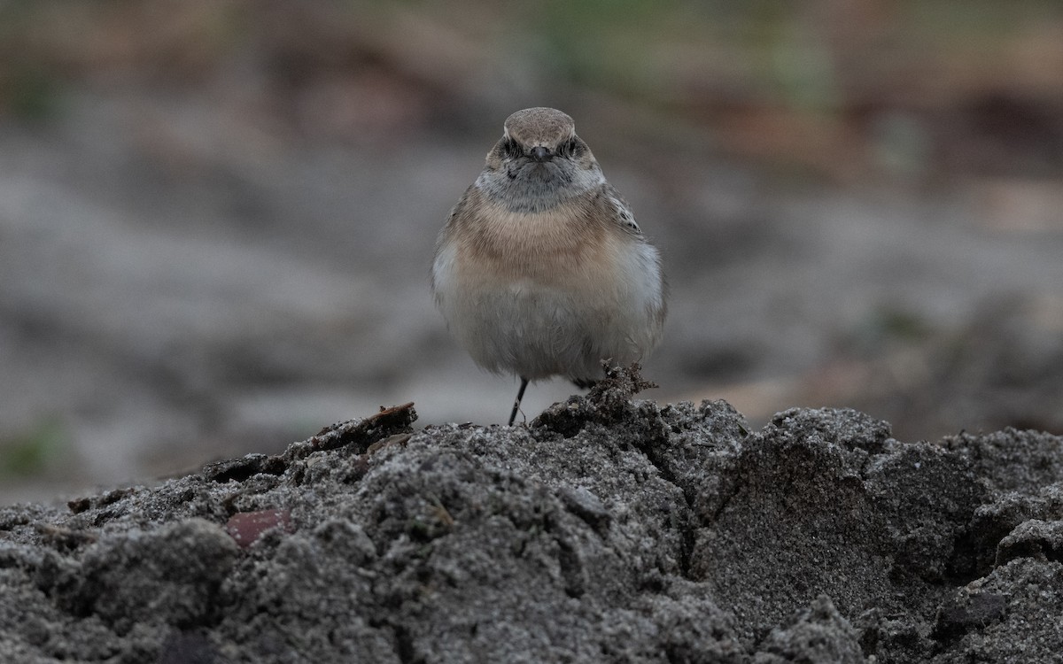 Pied Wheatear - ML644397885