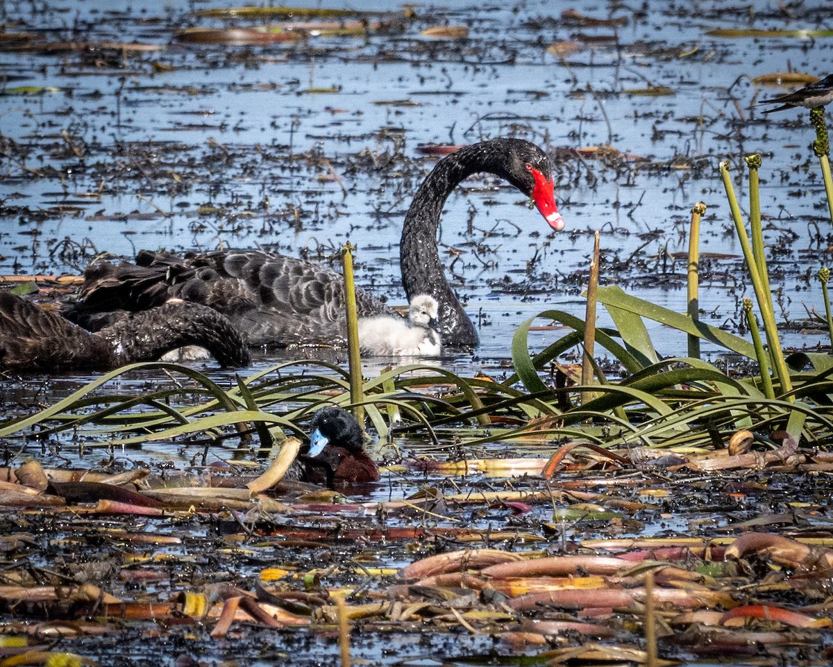 Black Swan - ML644397886