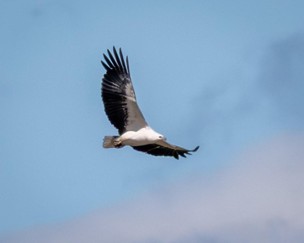 White-bellied Sea-Eagle - ML644397889