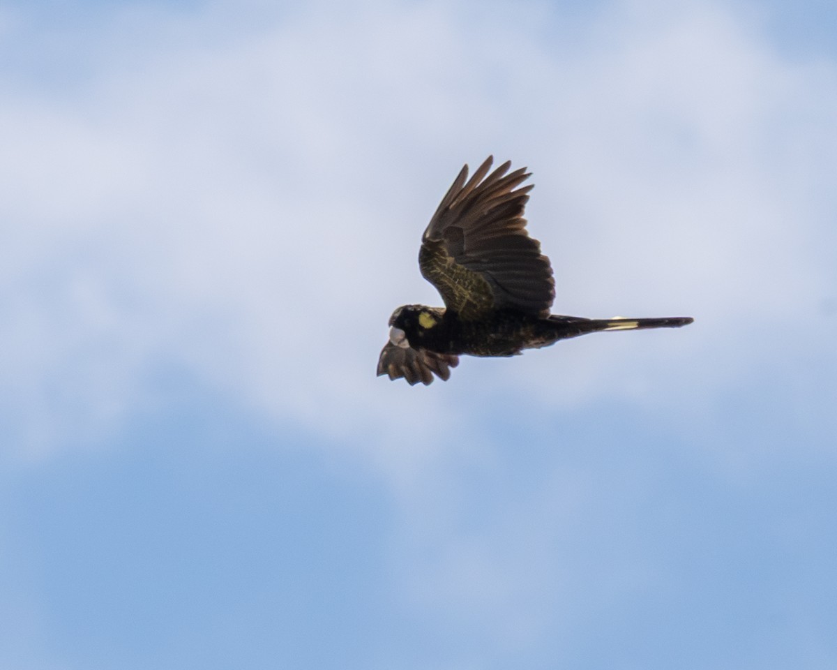 Yellow-tailed Black-Cockatoo - ML644397890