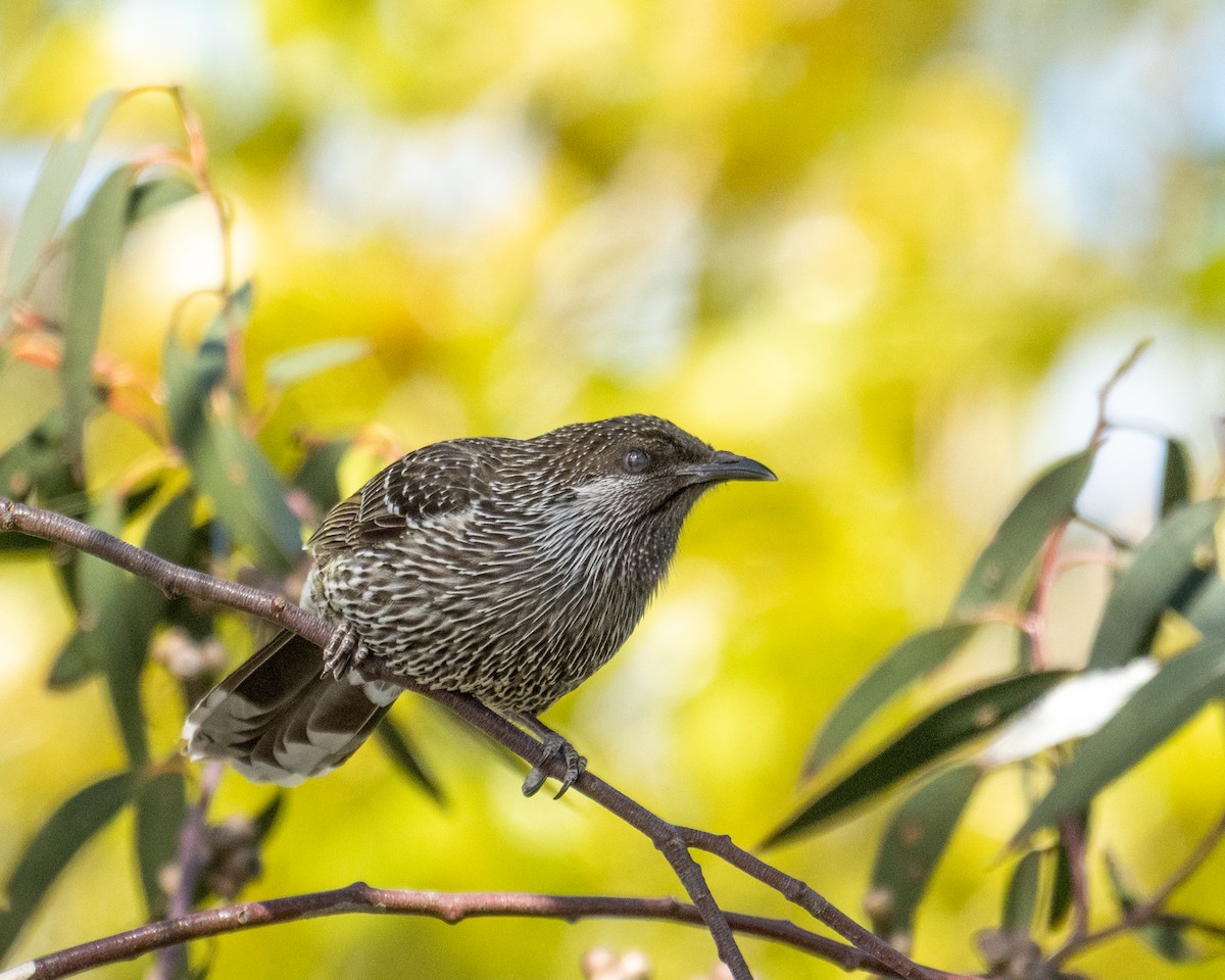 Little Wattlebird - ML644397897
