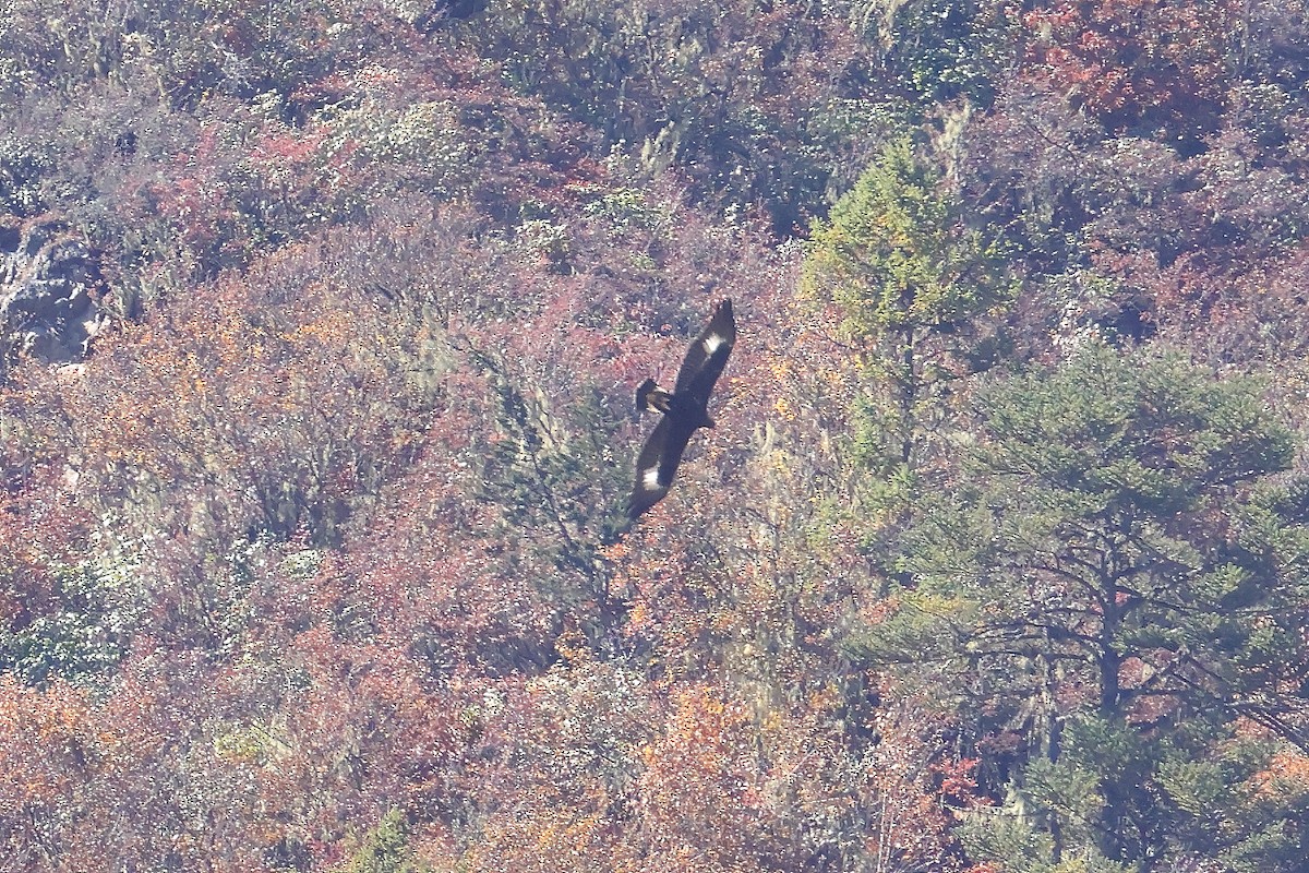 Golden Eagle - ML644397899