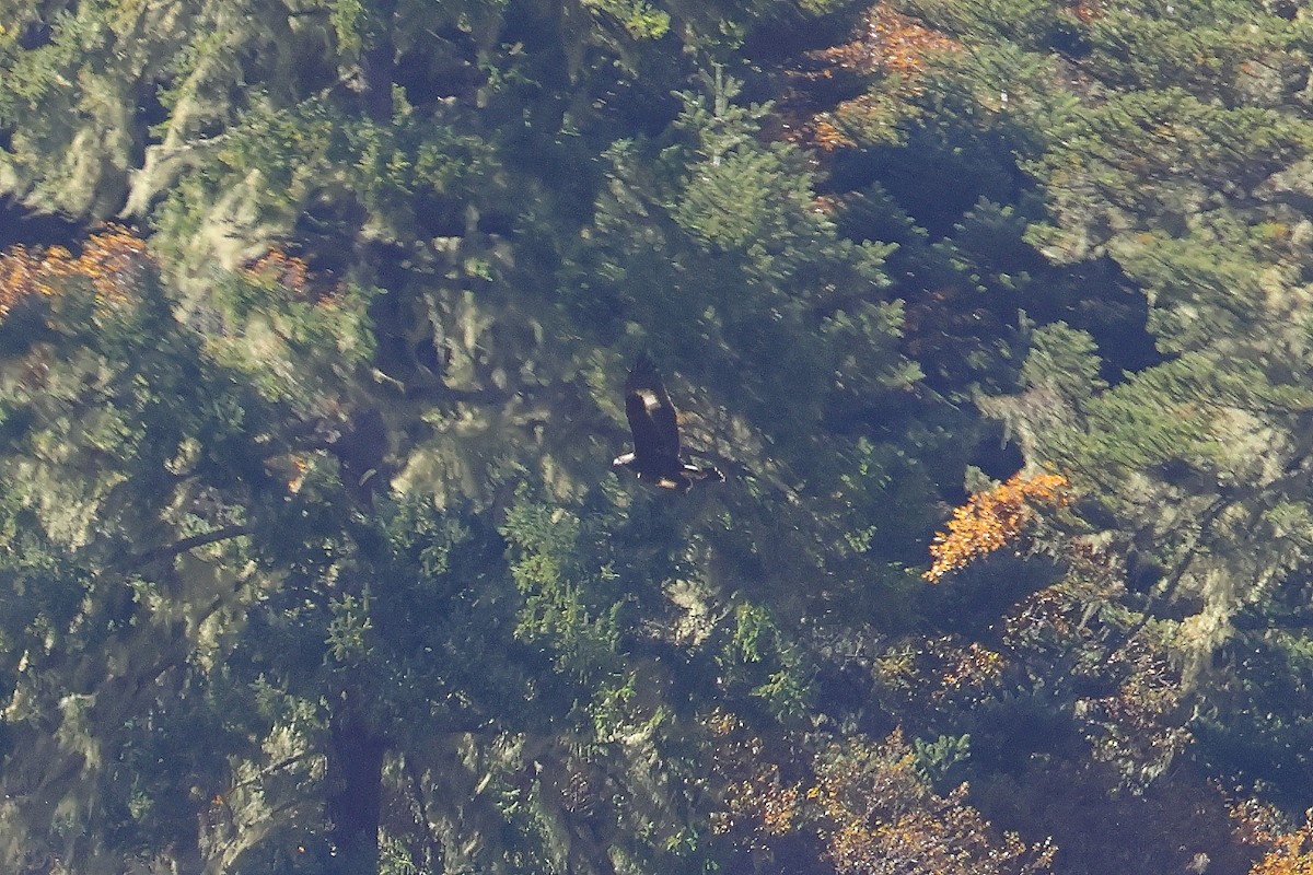 Golden Eagle - ML644397900