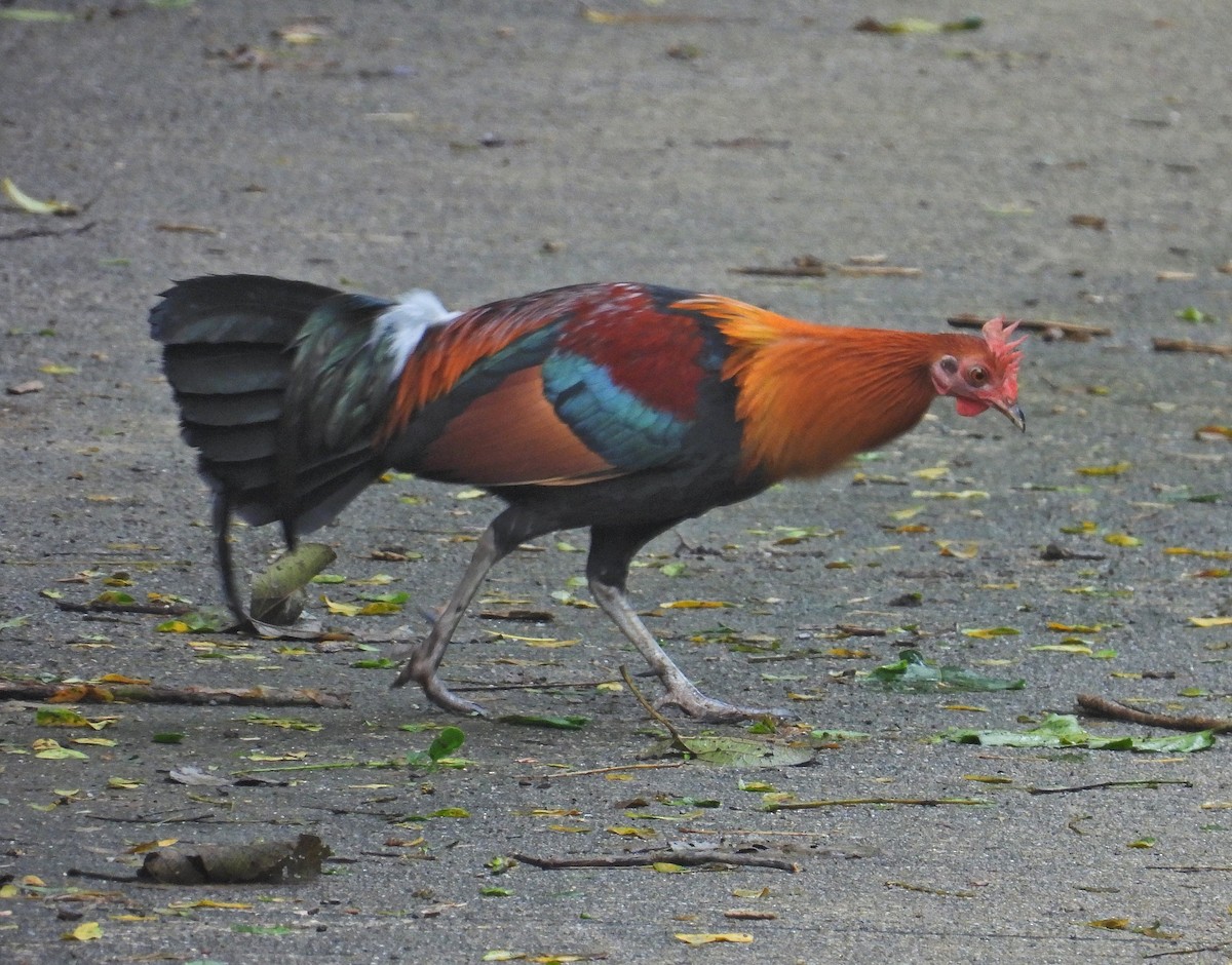 セキショクヤケイ - ML644397910