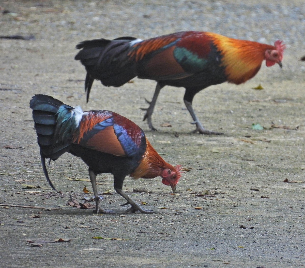 セキショクヤケイ - ML644397911