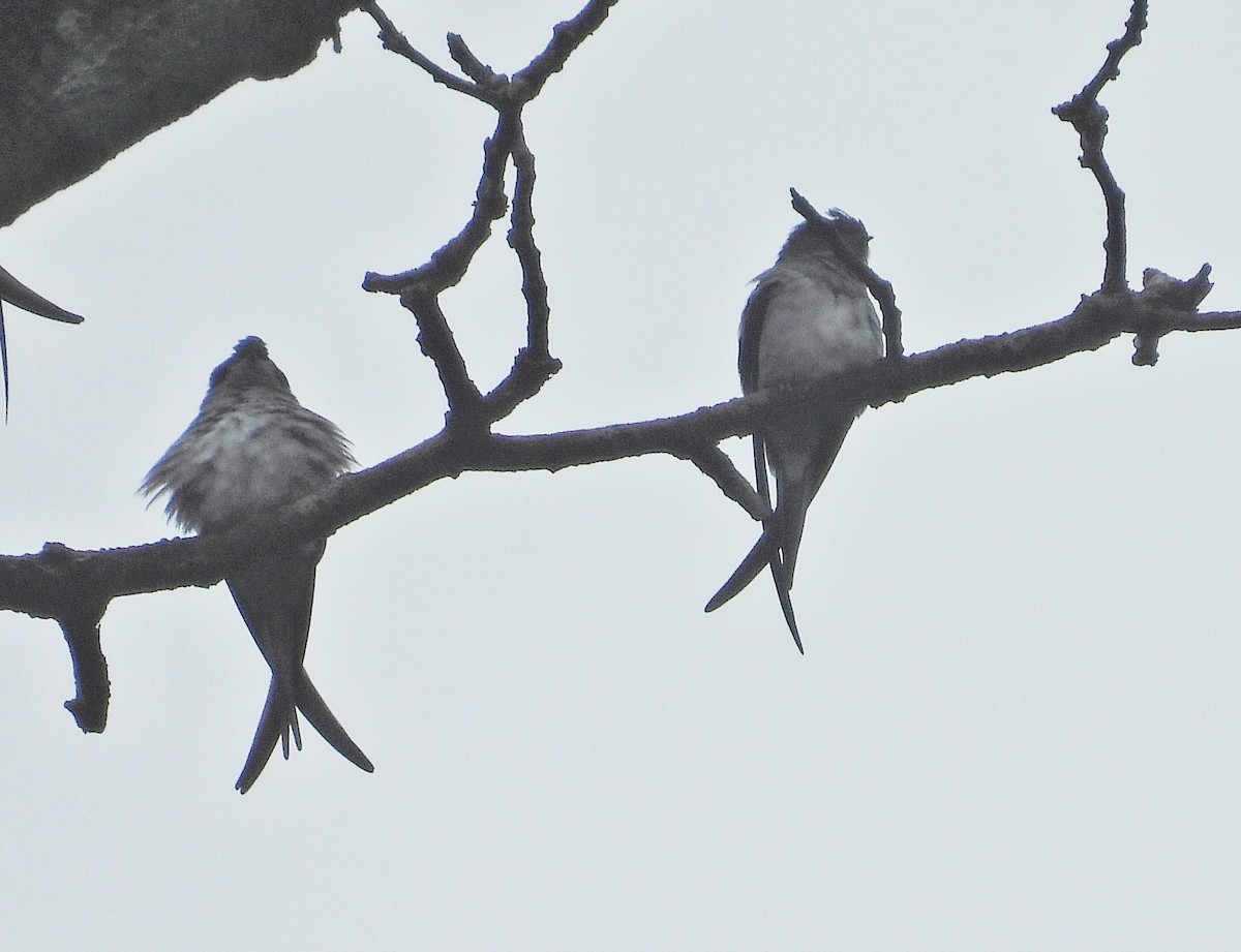 カンムリアマツバメ - ML644397923