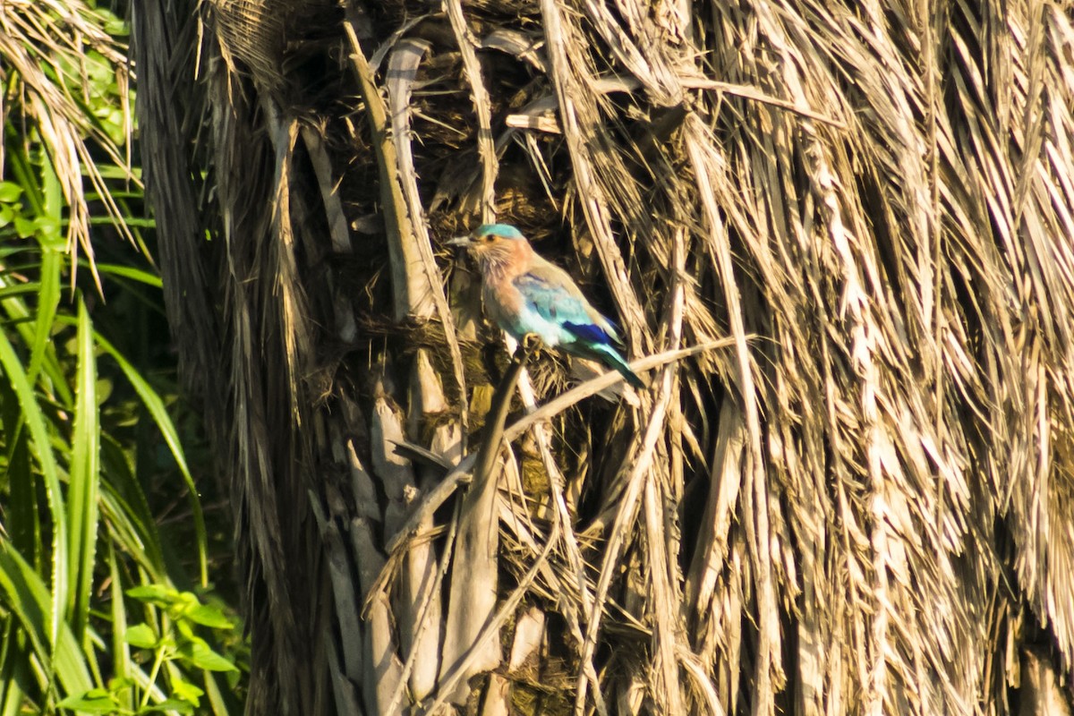 Indian Roller - ML644397929