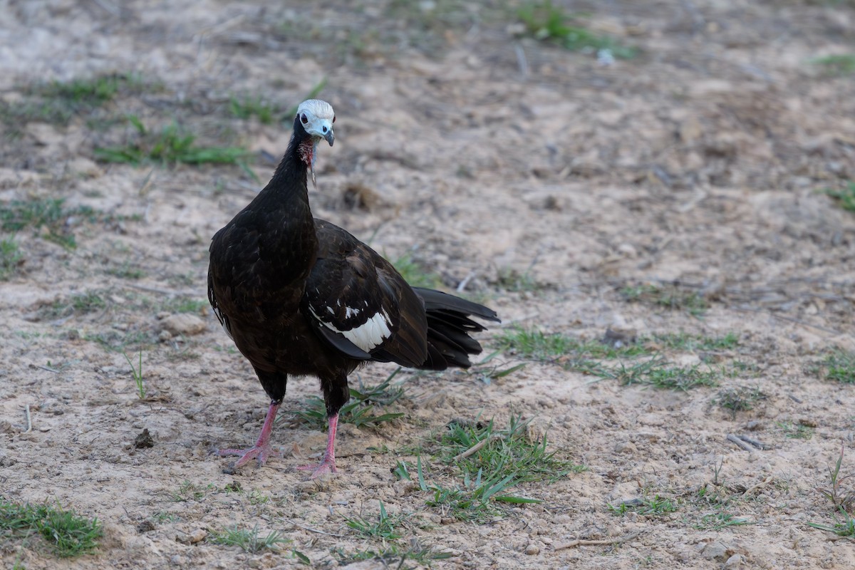 White-throated Piping-Guan - ML644397935