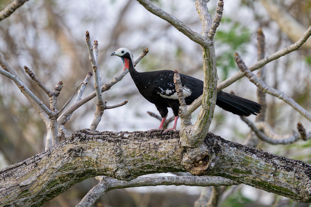 Red-throated Piping-Guan - ML644397937