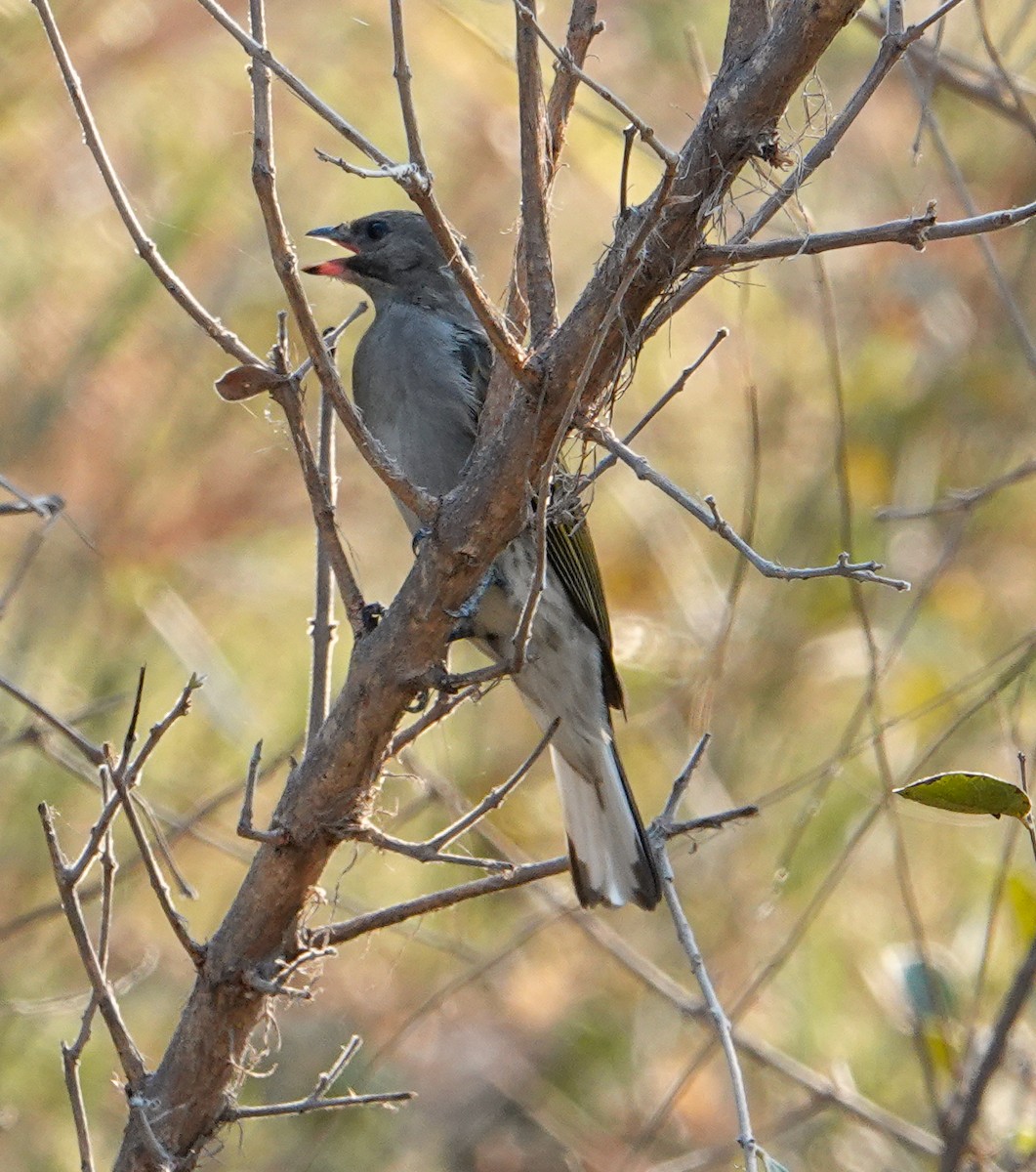 Petit Indicateur (groupe minor) - ML644397942