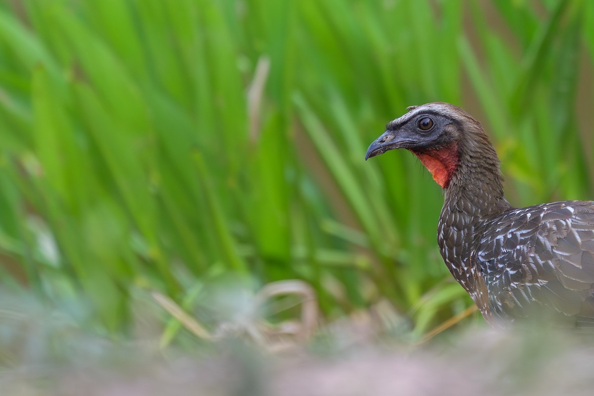 Kızıl Karınlı Guan - ML644397952